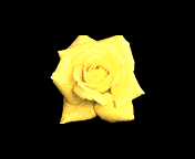 Changing flower